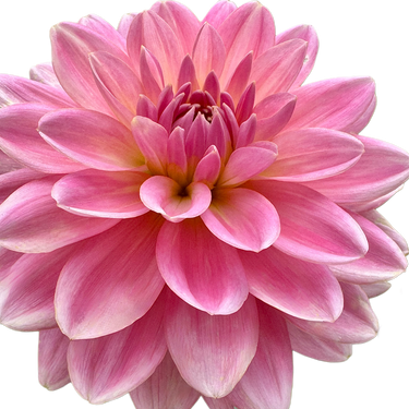 Gerrie Hoek