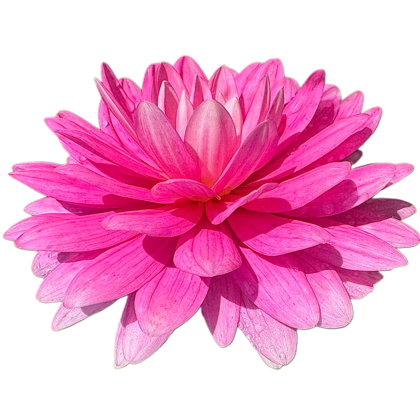Hollyhill Pink Parfait