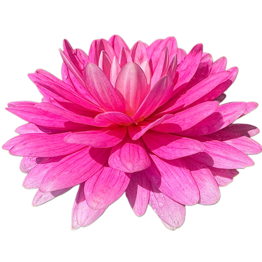 Hollyhill Pink Parfait