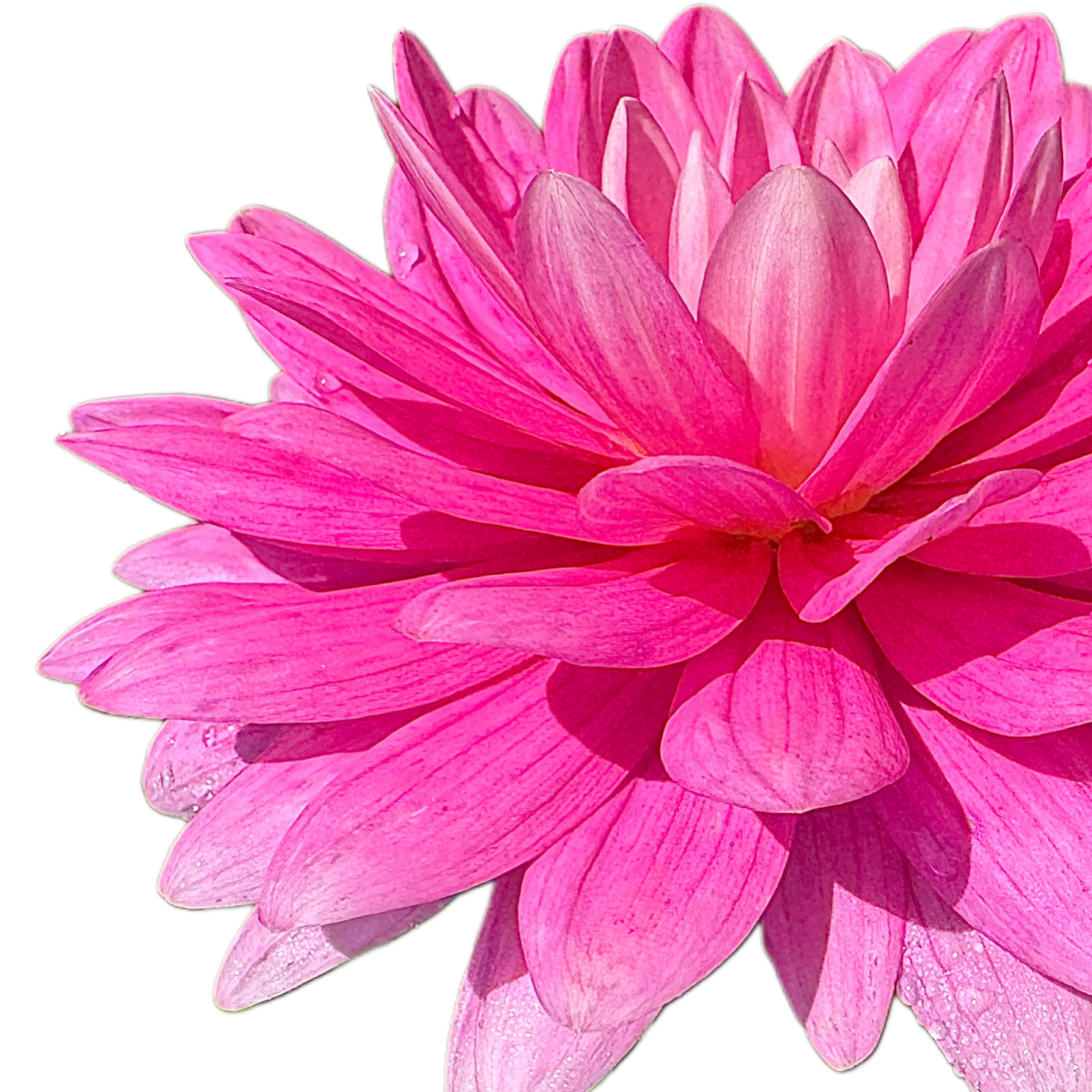 Hollyhill Pink Parfait
