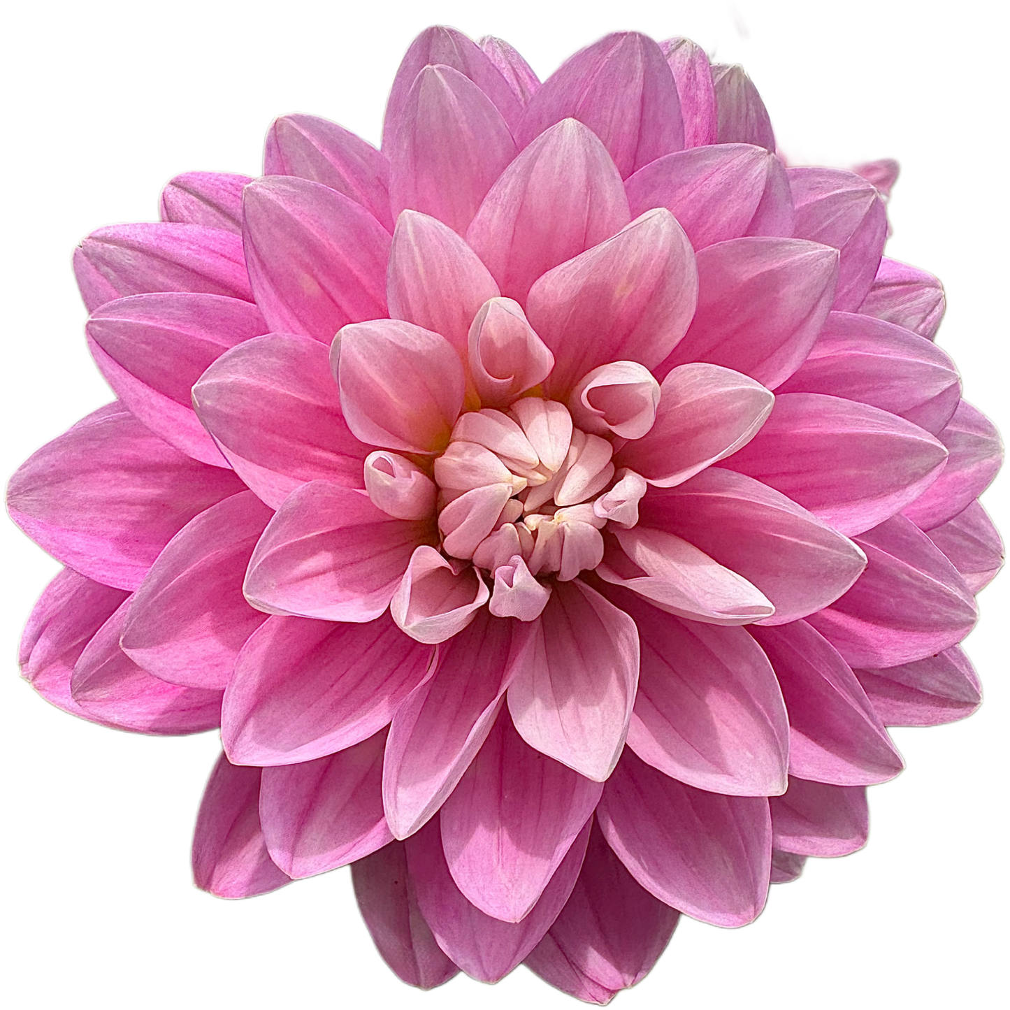 Hollyhill Pink Parfait