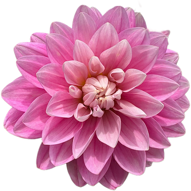 Hollyhill Pink Parfait