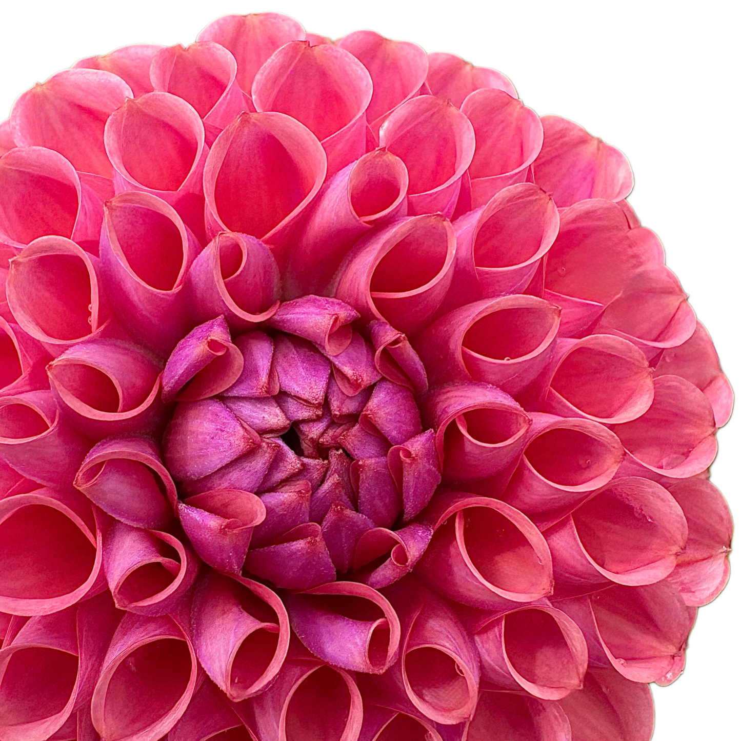 Isabel