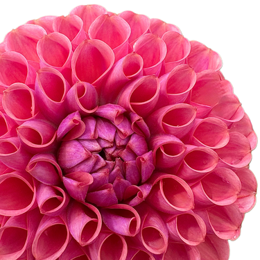 Isabel