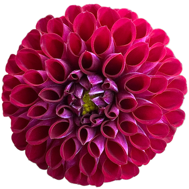 Ivanetti