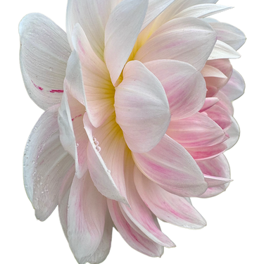 Kelgai Ann