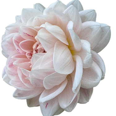 Kelgai Ann
