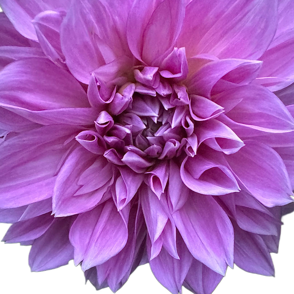 Lavender Perfection