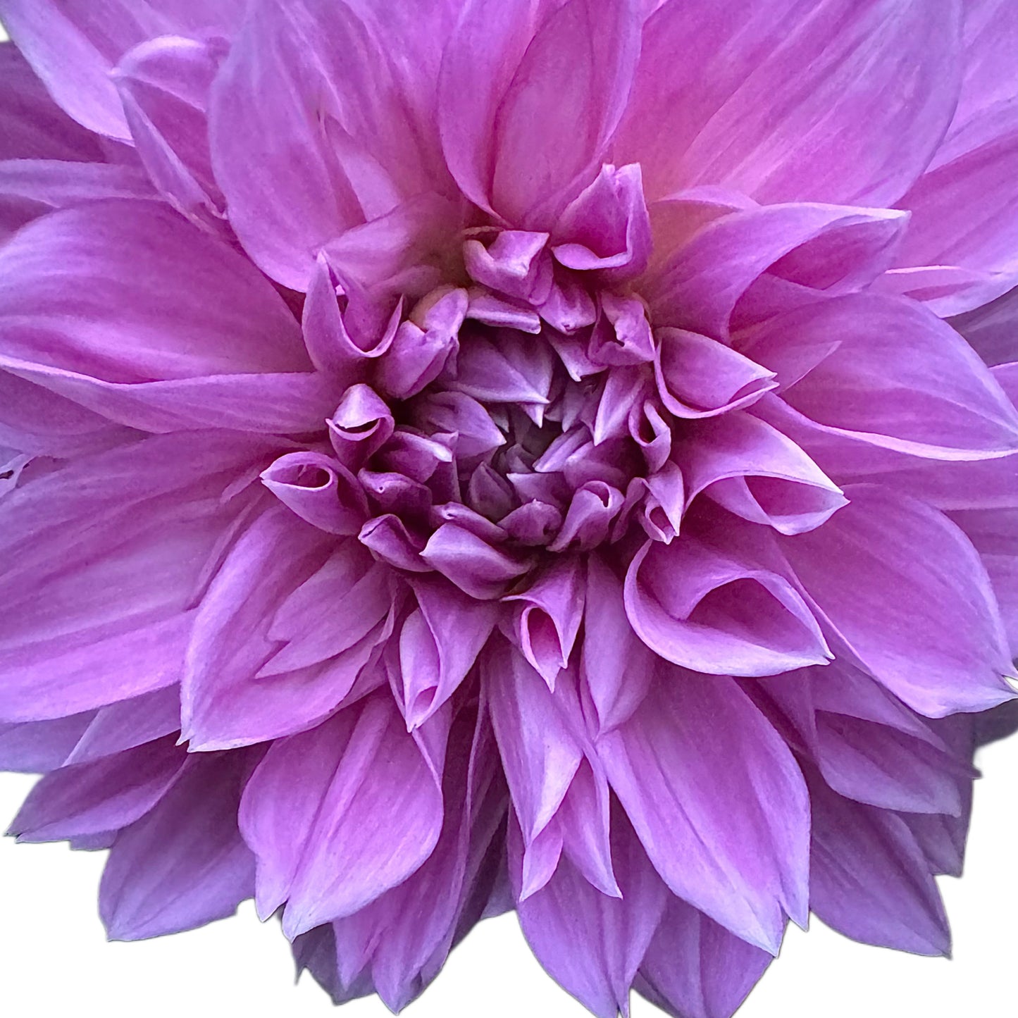 Lavender Perfection