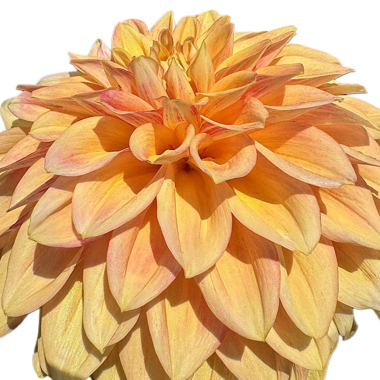 Miss Amara