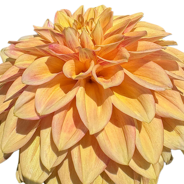 Miss Amara