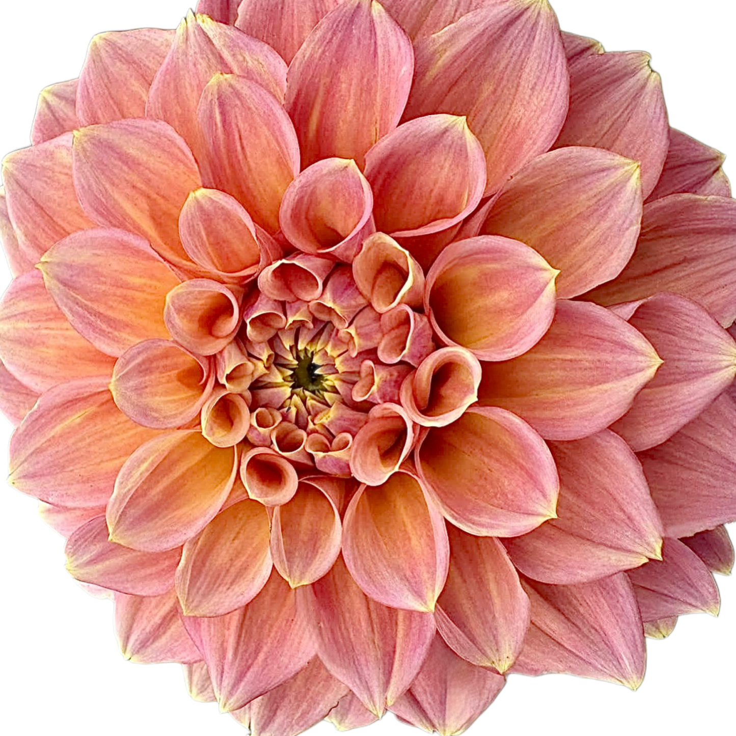 Peachy Parade