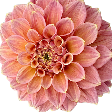 Peachy Parade