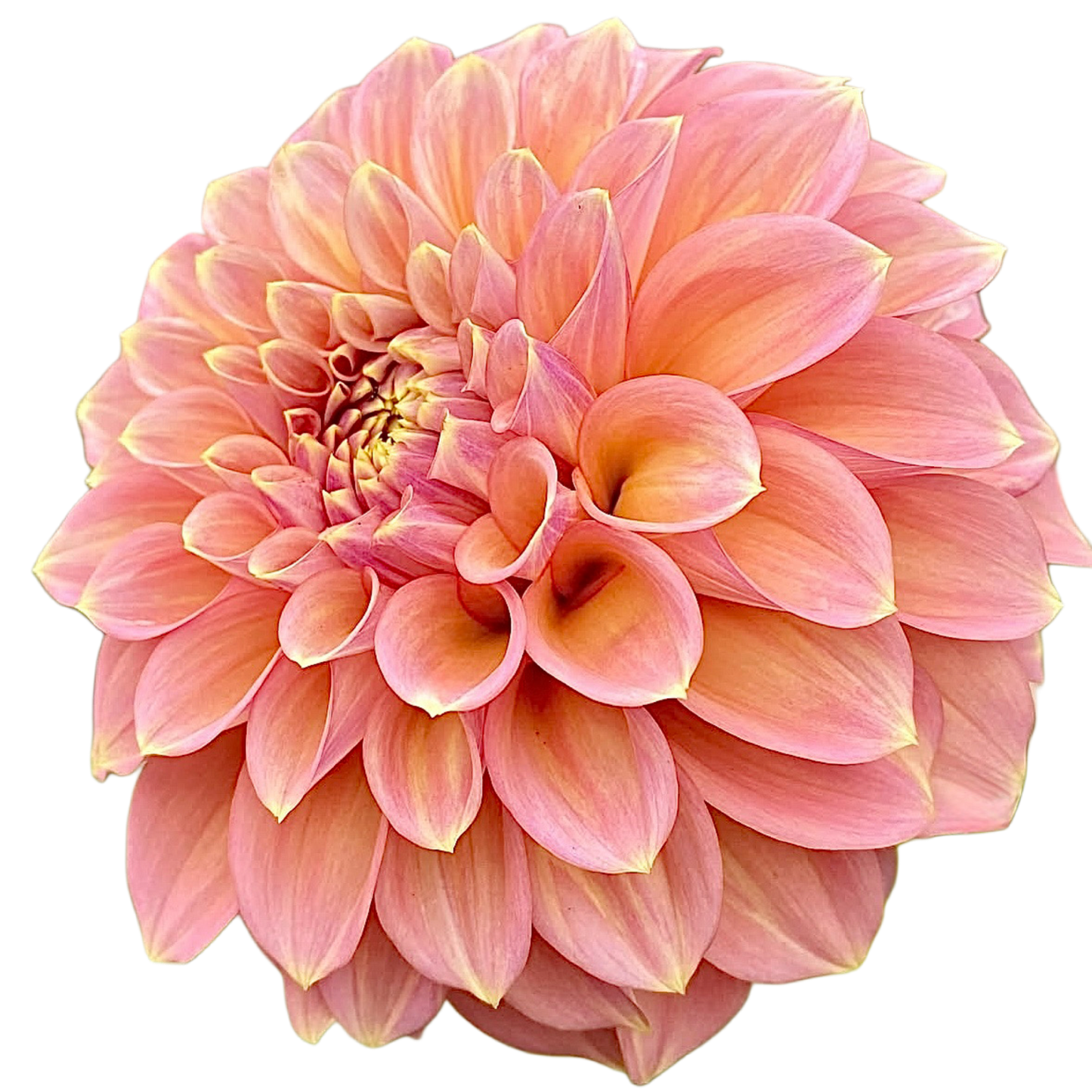 Peachy Parade