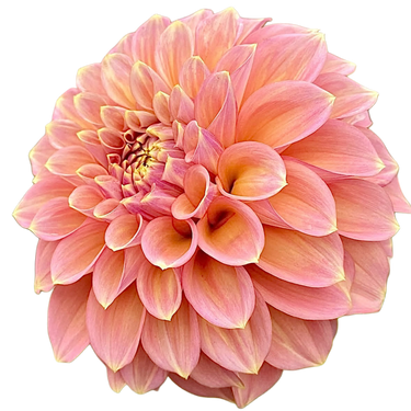 Peachy Parade