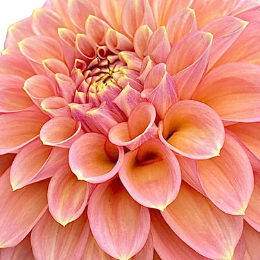 Peachy Parade