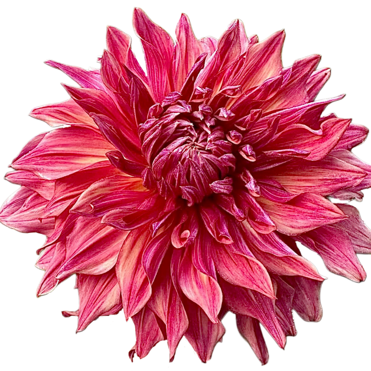 Penhill Dark Monarch