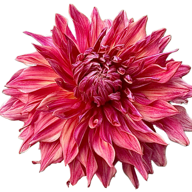 Penhill Dark Monarch