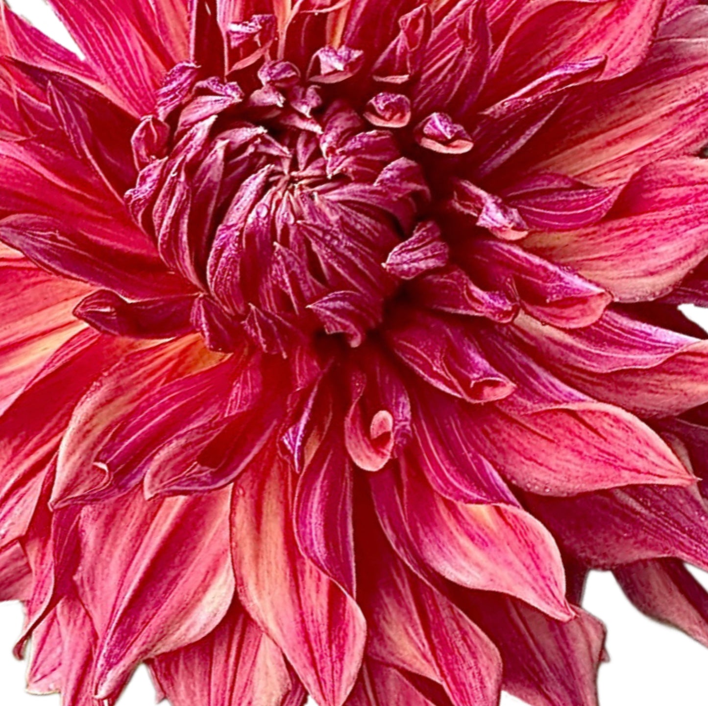 Penhill Dark Monarch