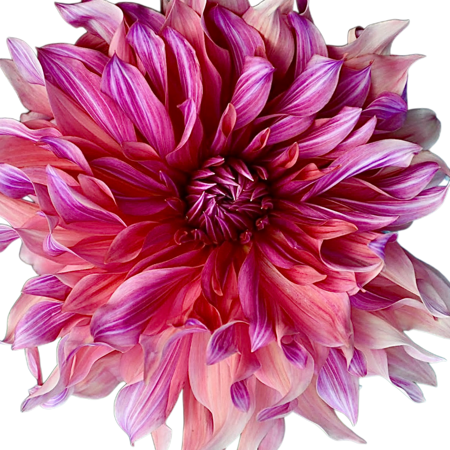 Penhill Dark Monarch