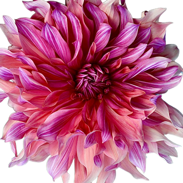 Penhill Dark Monarch