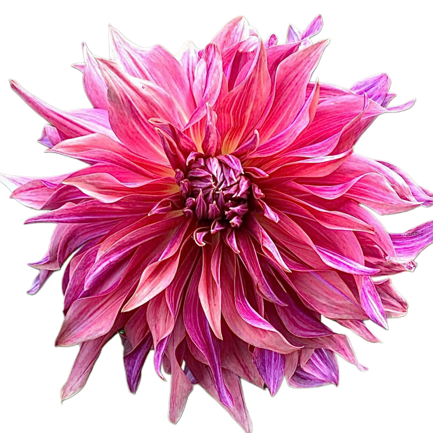 Penhill Dark Monarch