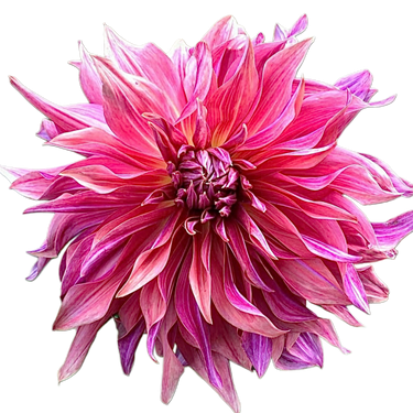Penhill Dark Monarch