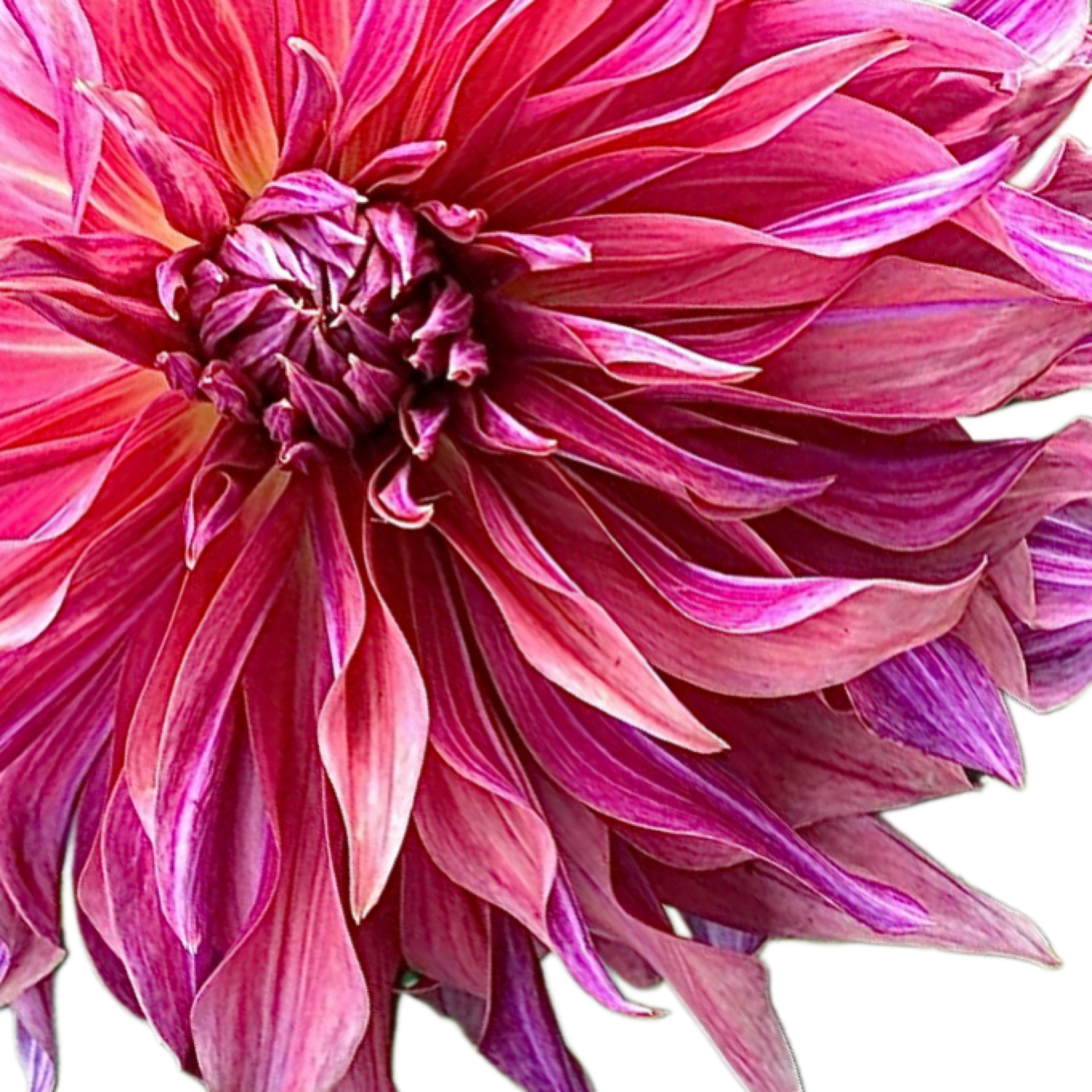 Penhill Dark Monarch