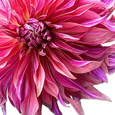 Penhill Dark Monarch
