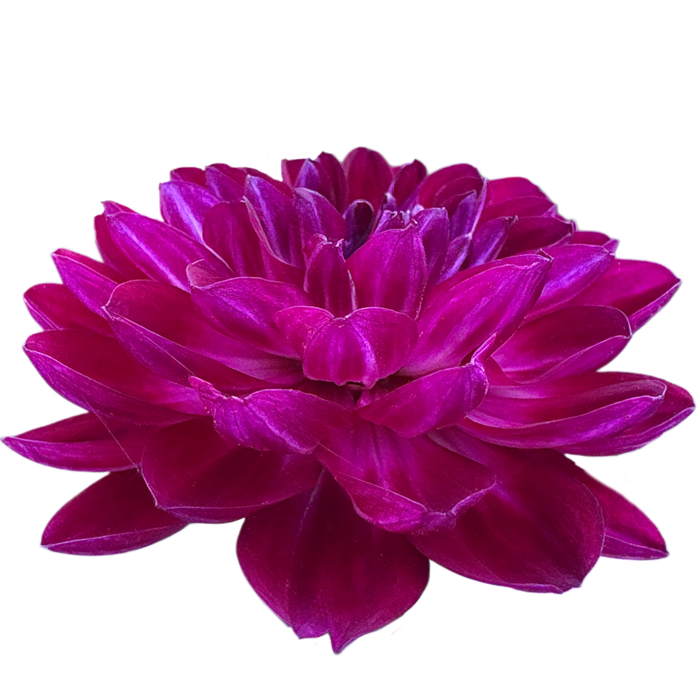 Sandia Bertha