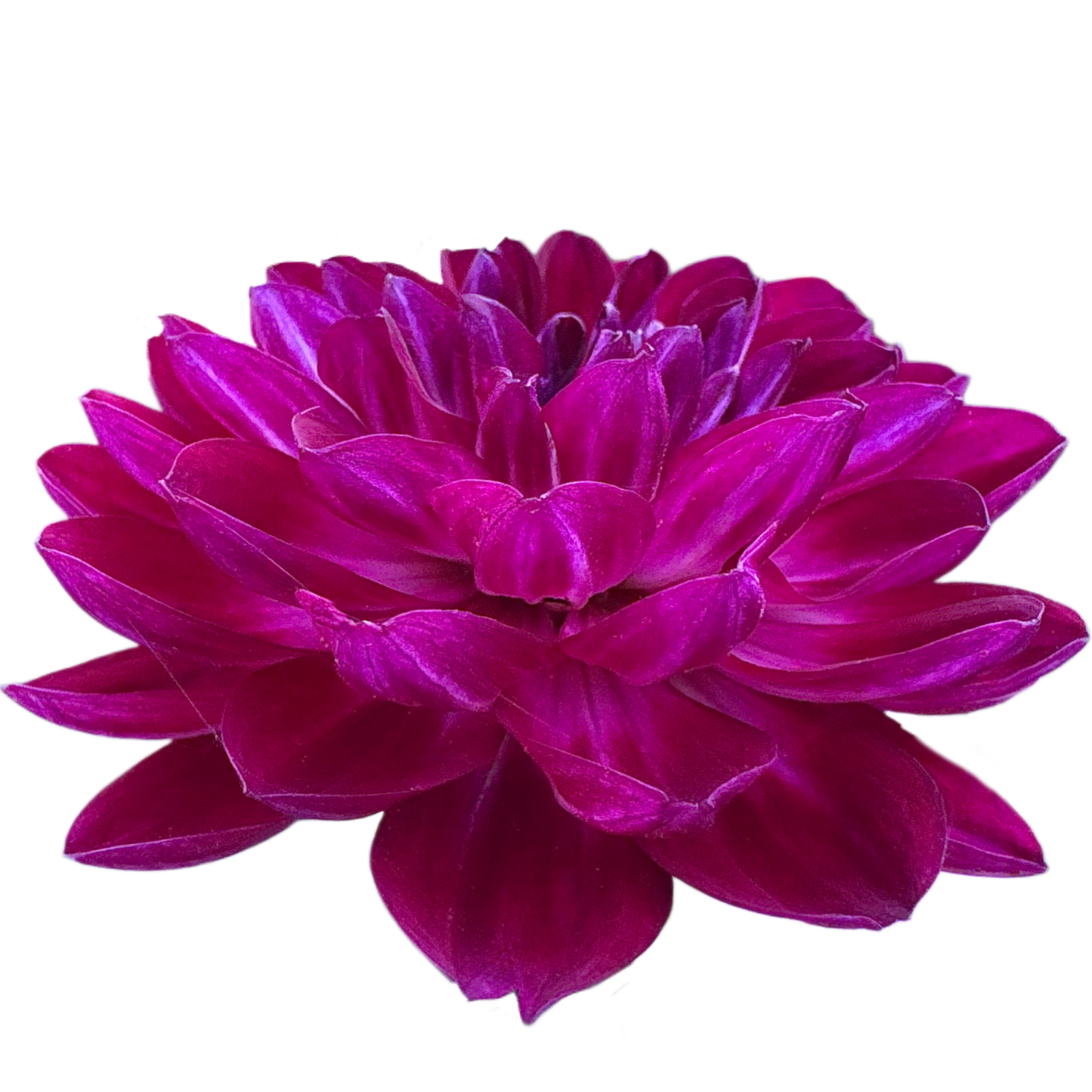 Sandia Bertha