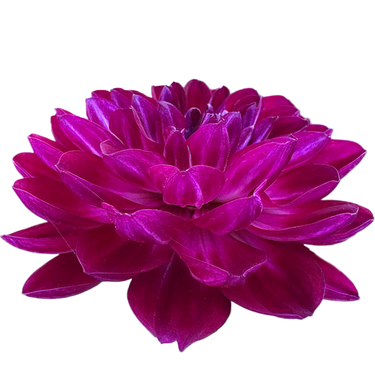 Sandia Bertha
