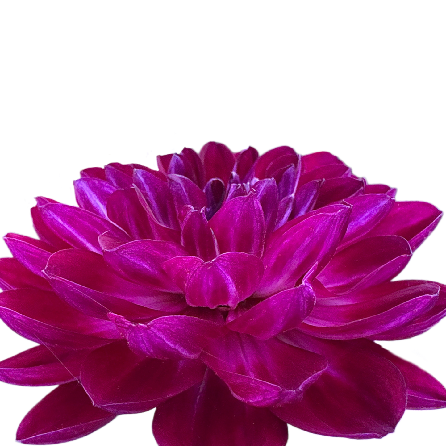 Sandia Bertha