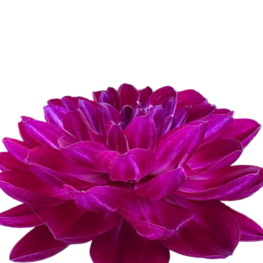 Sandia Bertha