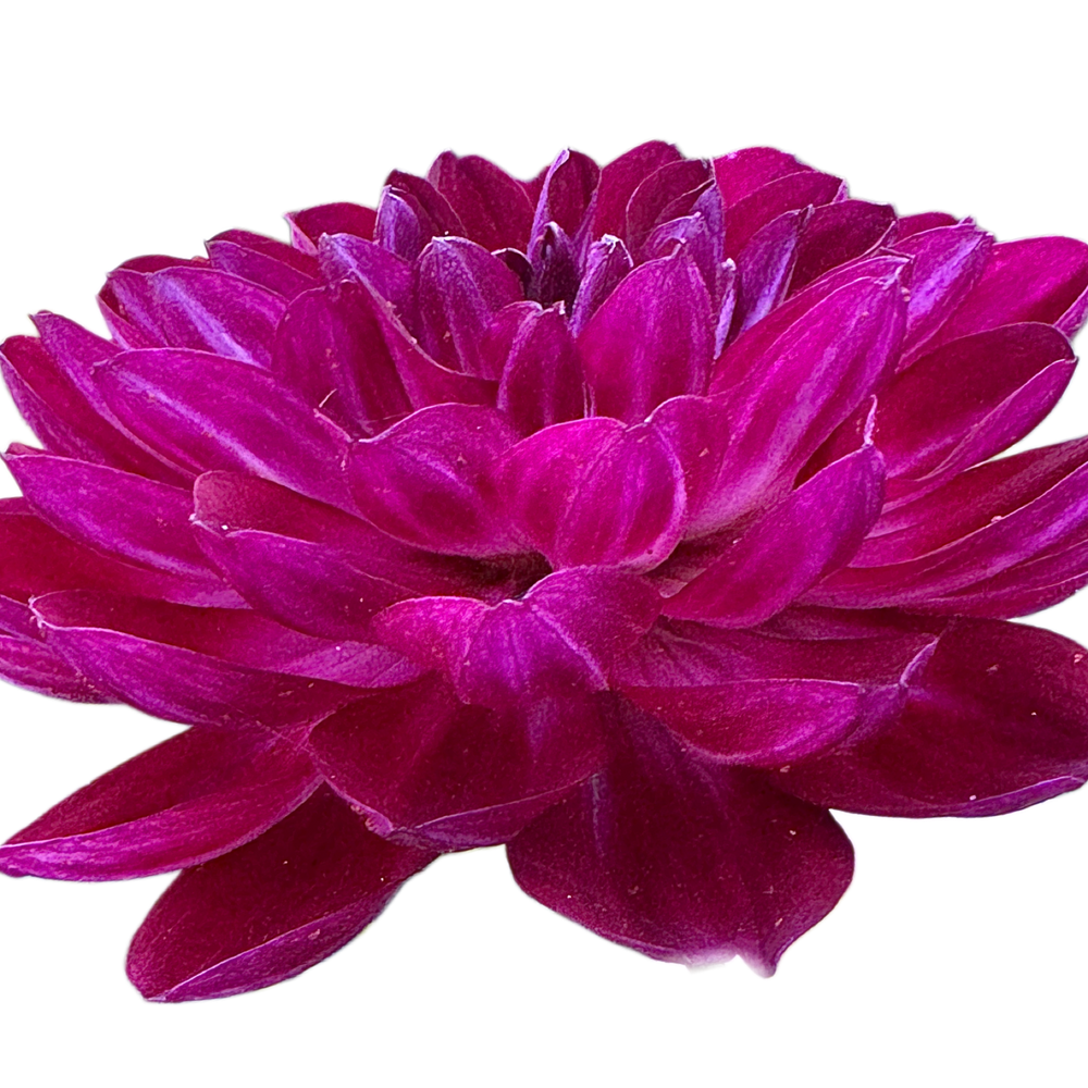 Sandia Bertha