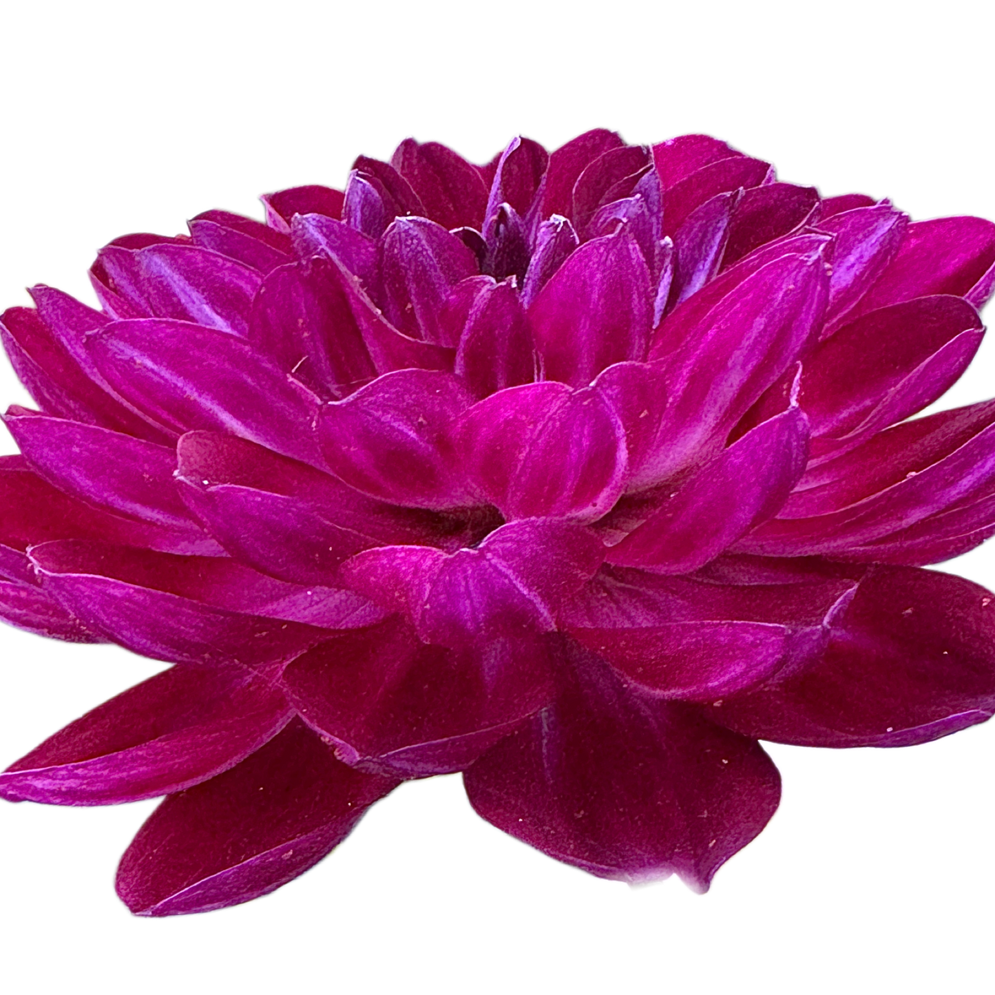 Sandia Bertha