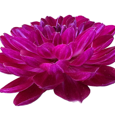 Sandia Bertha