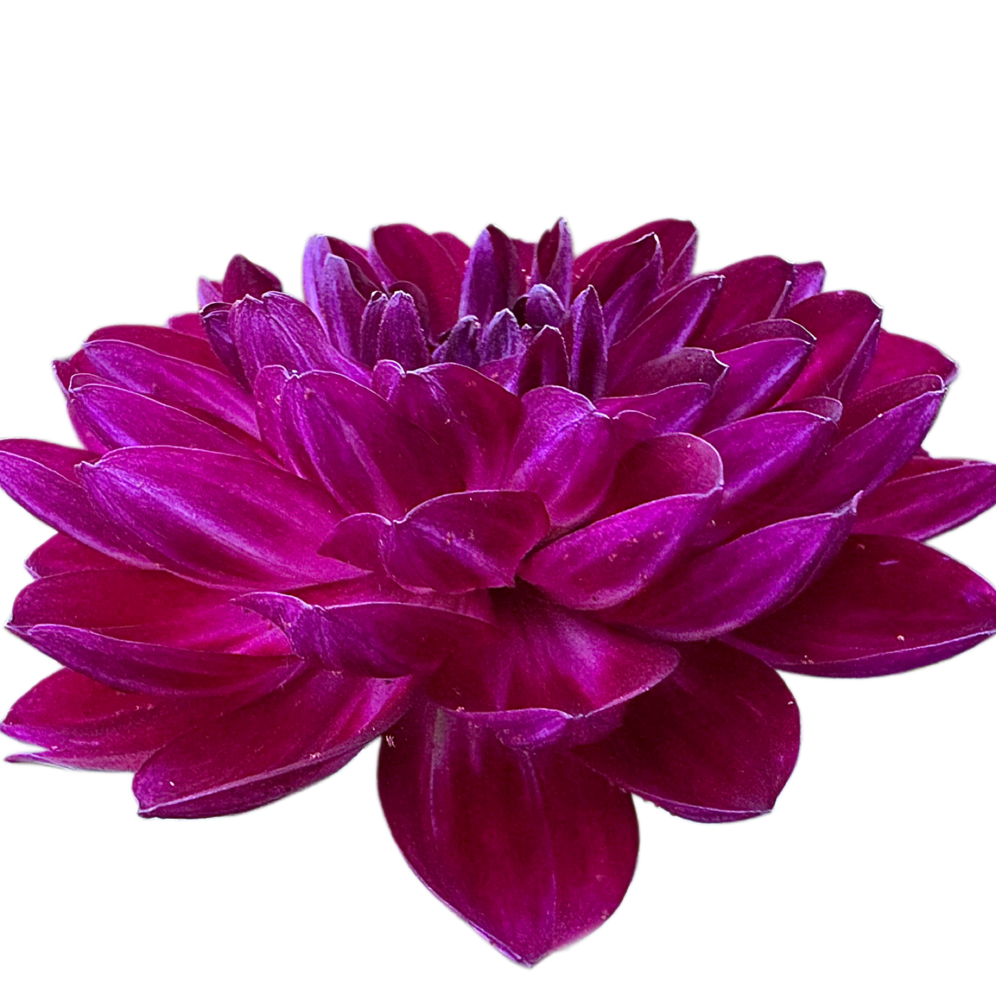 Sandia Bertha