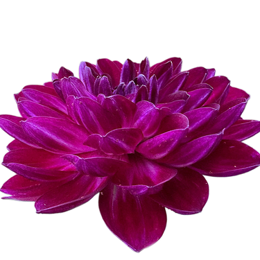 Sandia Bertha