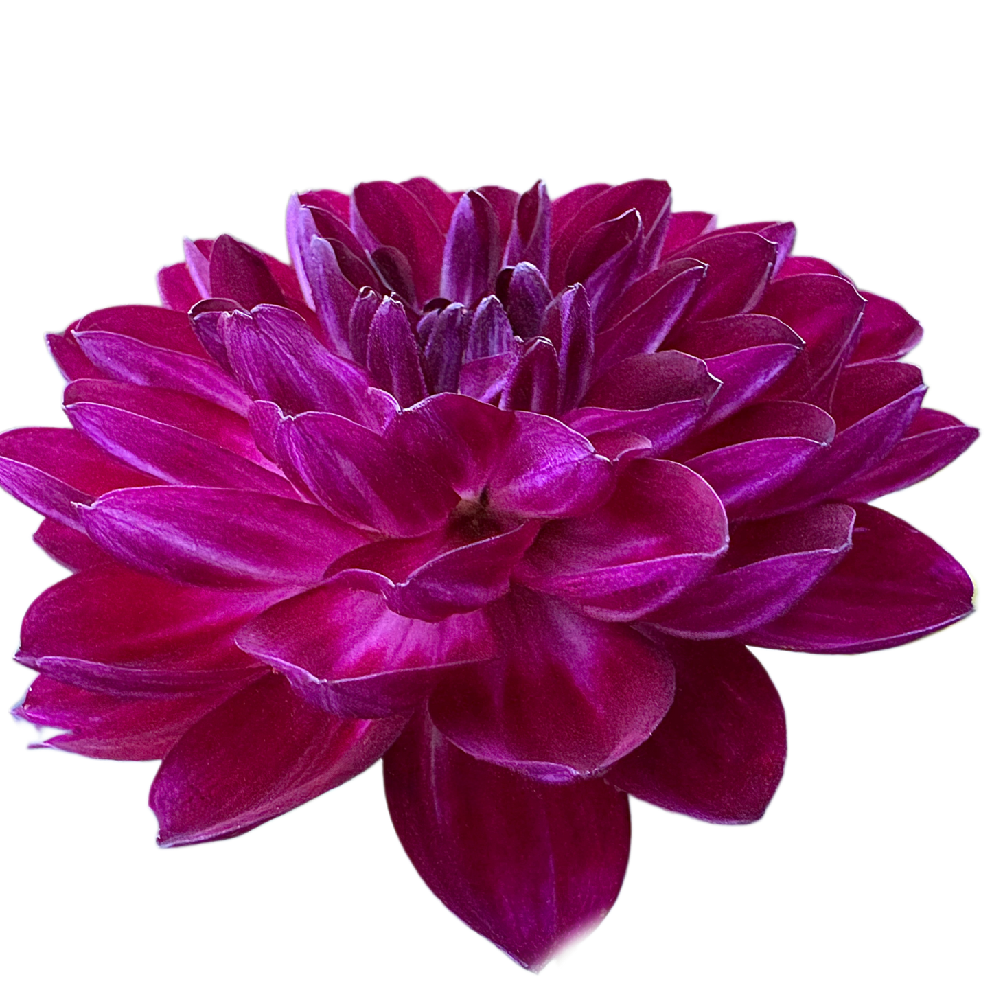 Sandia Bertha