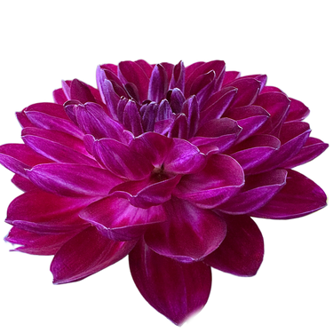 Sandia Bertha