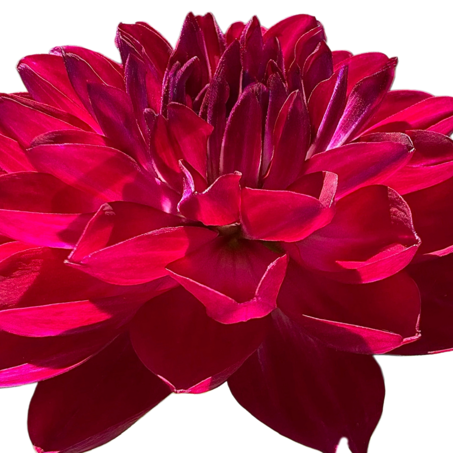 Sandia Bertha