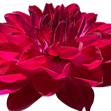 Sandia Bertha