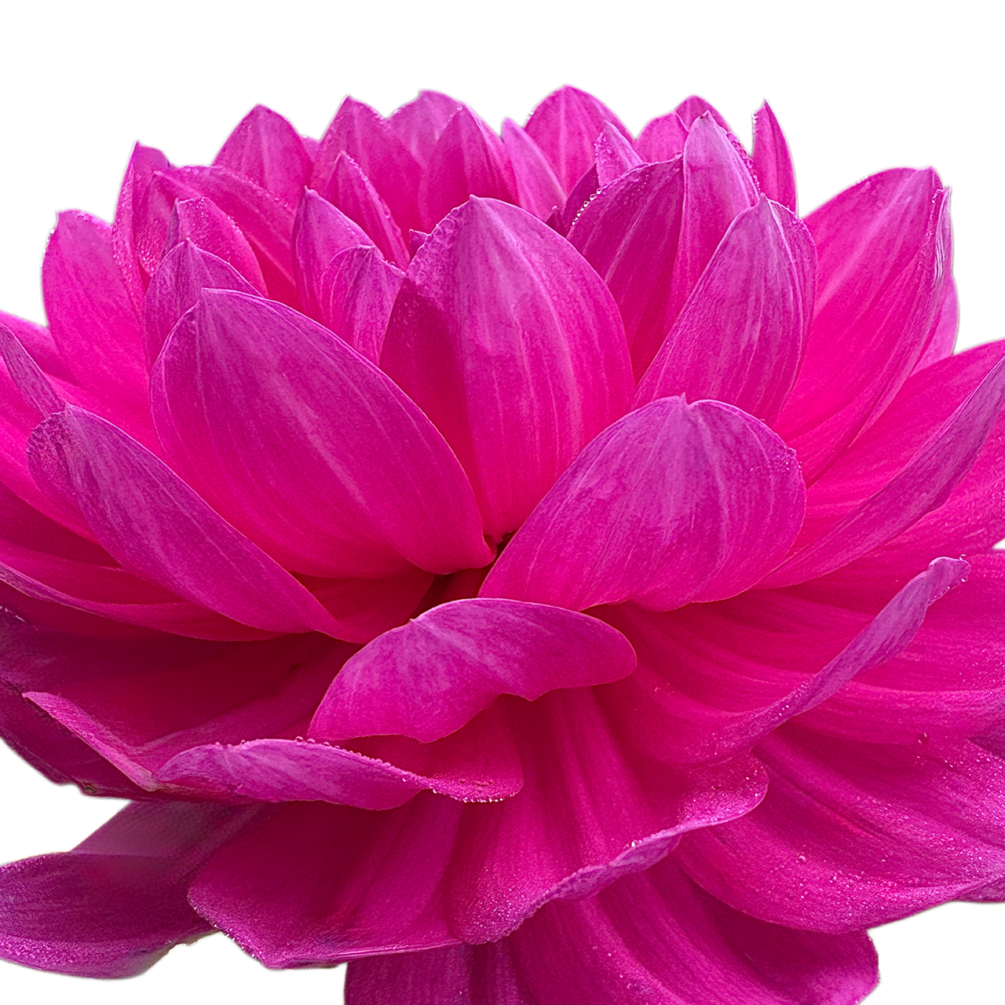 Sandia CanCan