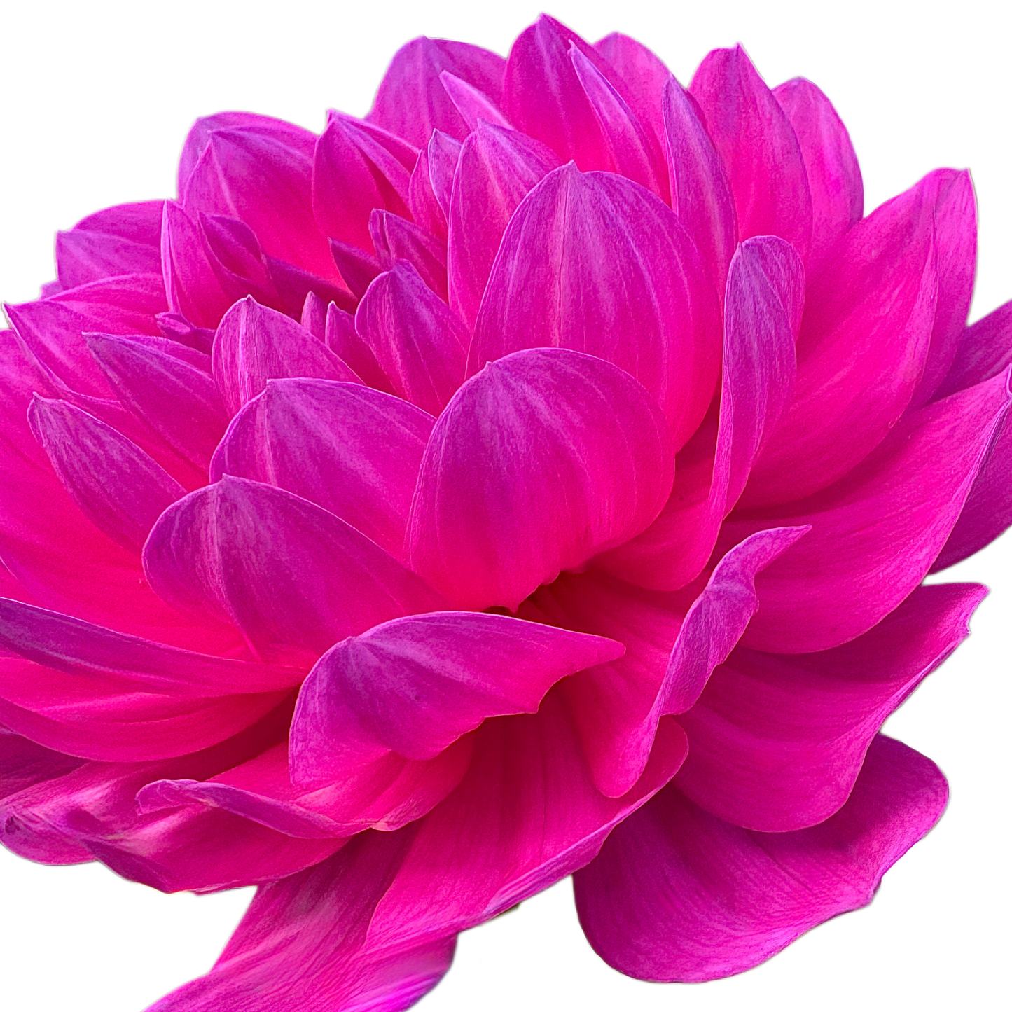 Sandia CanCan
