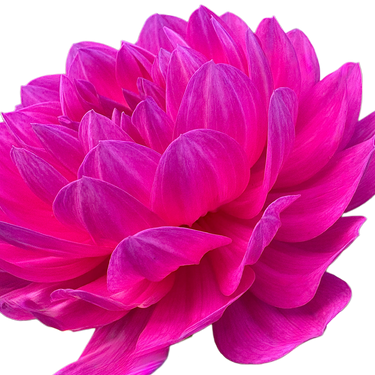 Sandia CanCan