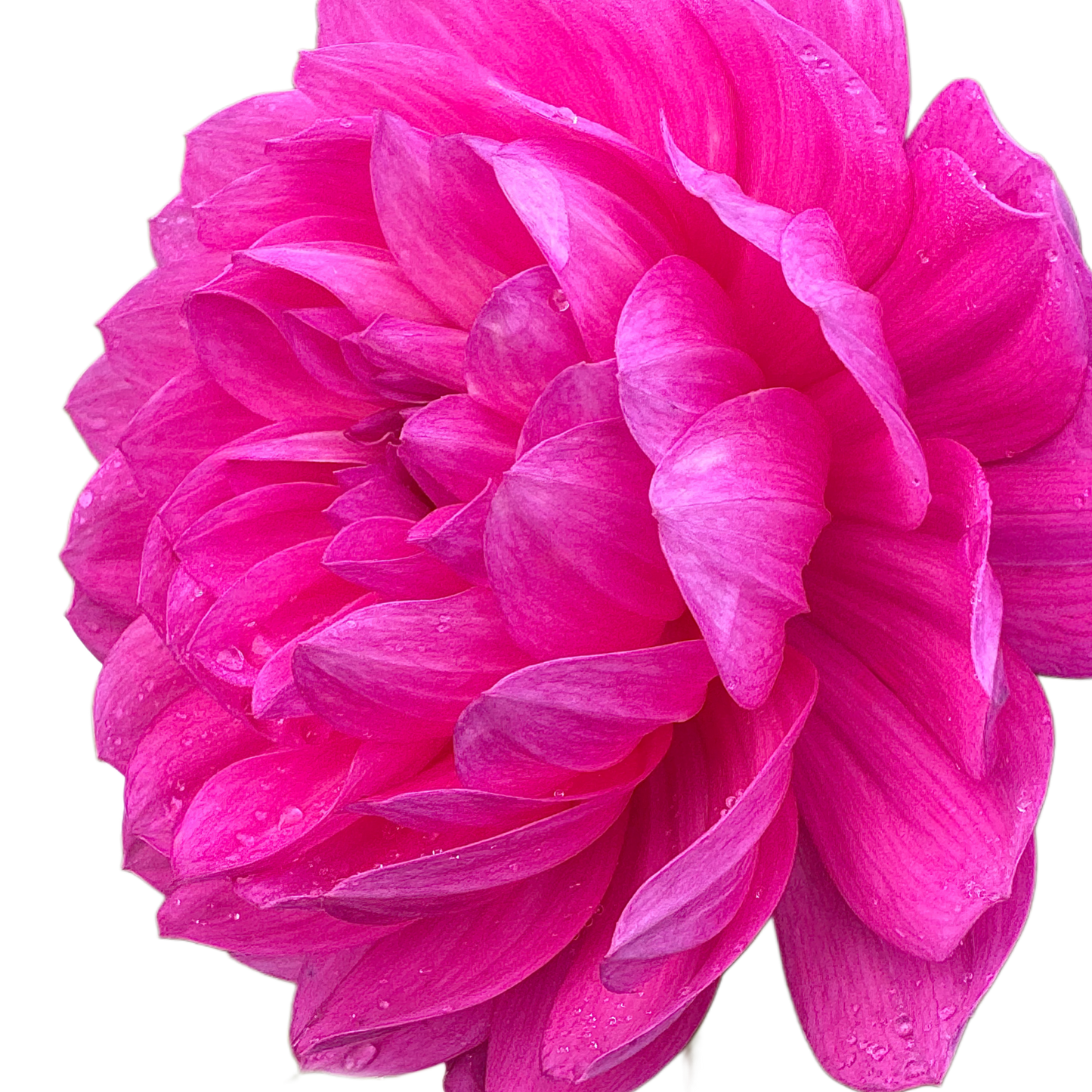 Sandia CanCan