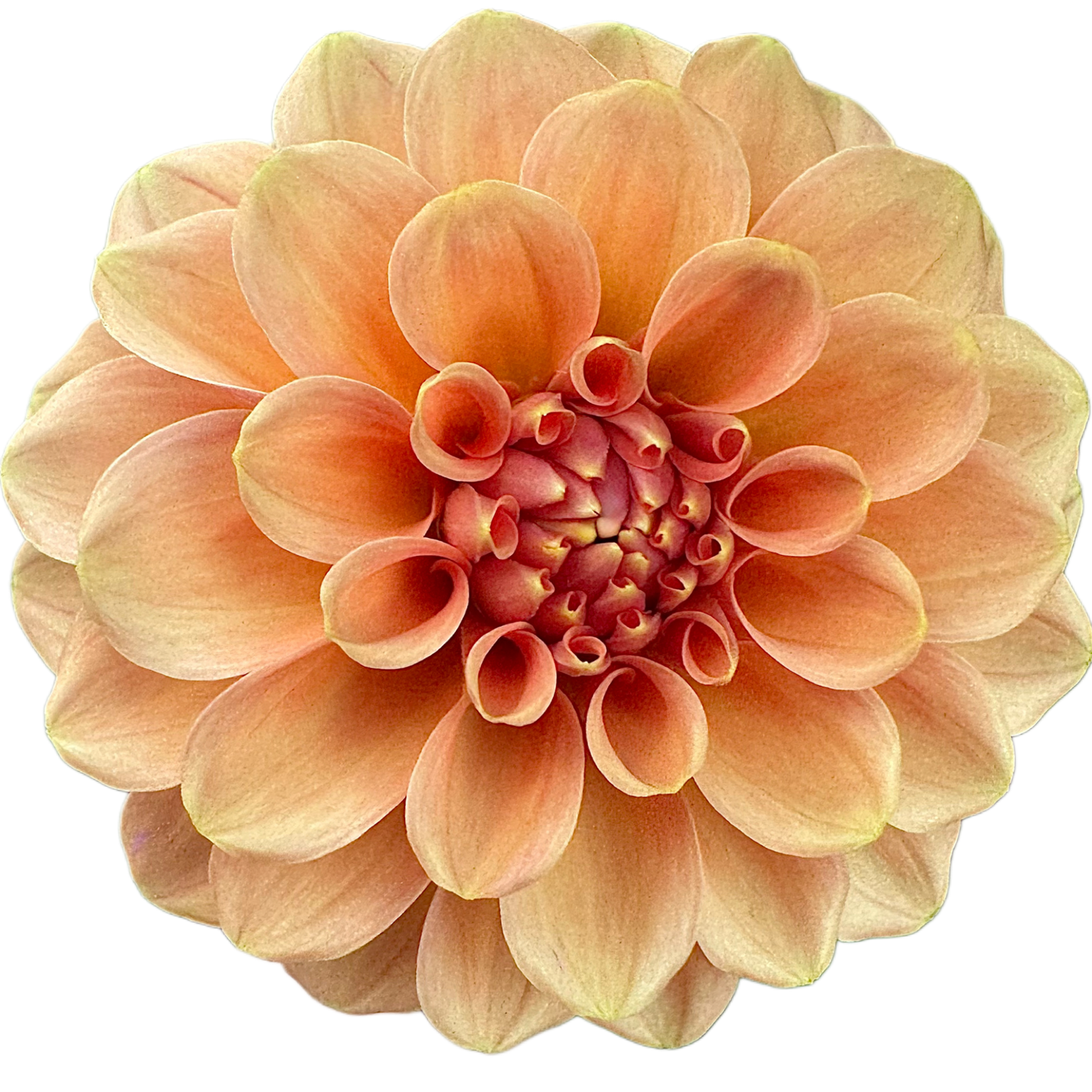 Rose Toscano