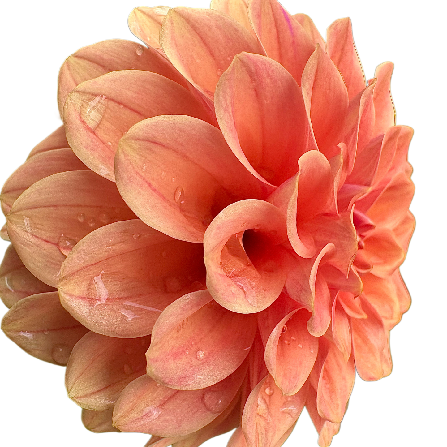 Rose Toscano