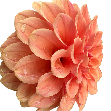 Rose Toscano